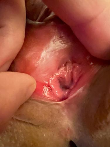 Pocahontas Azotar Explore my vagina VIP